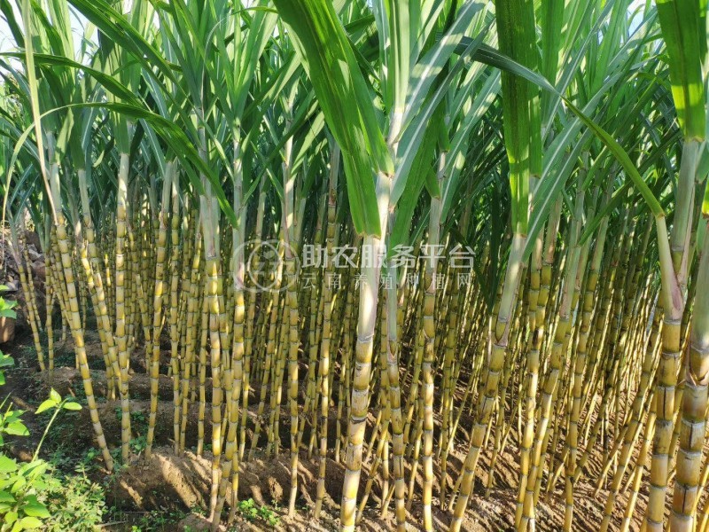 普洱地区甘蔗种植基地供应量500吨图1