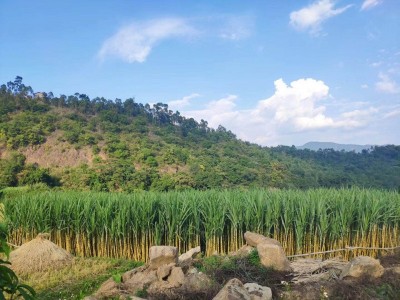 普洱地区甘蔗种植基地供应量500吨图3