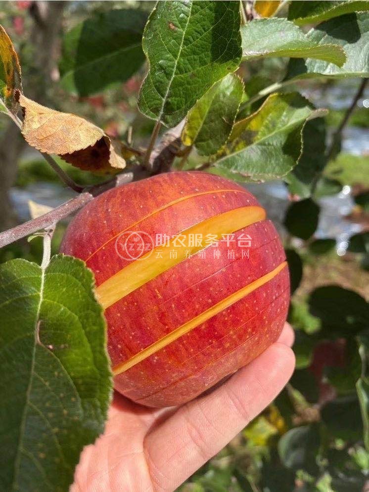 昭通苹果种植基地供应量5600吨图2