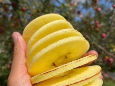 昭通苹果种植基地供应量5600吨图3