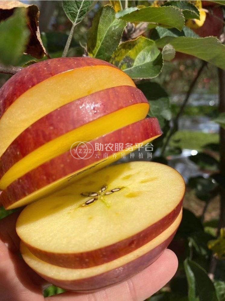 昭通苹果种植基地供应量5600吨图4