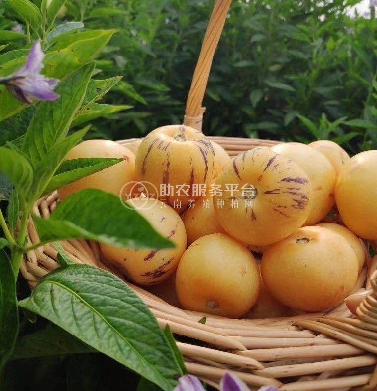 保山人参果种植基地供应量3万吨图2