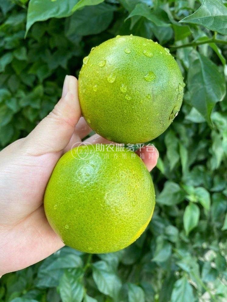 云南橙子C味橙种植基地供应量500吨图1