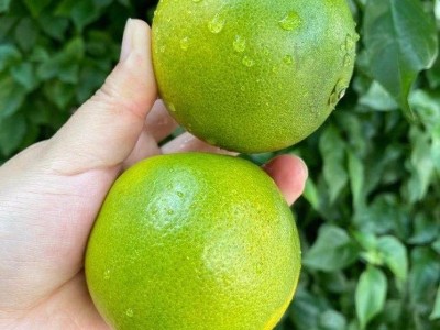 云南橙子C味橙种植基地供应量500吨