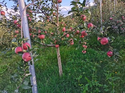 大理巍山苹果苗苹果种植基地供应量300亩