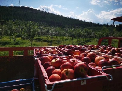 大理巍山苹果苗苹果种植基地供应量300亩图2