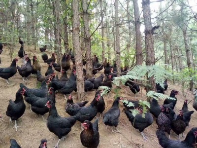 大理土鸡黑土鸡乌骨鸡黑土鸡养殖基地