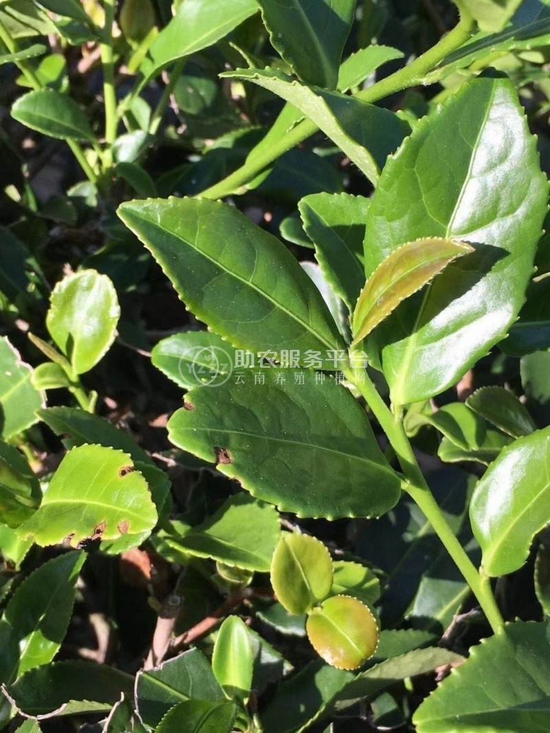 大理永平茶叶基地绿茶白茶图1