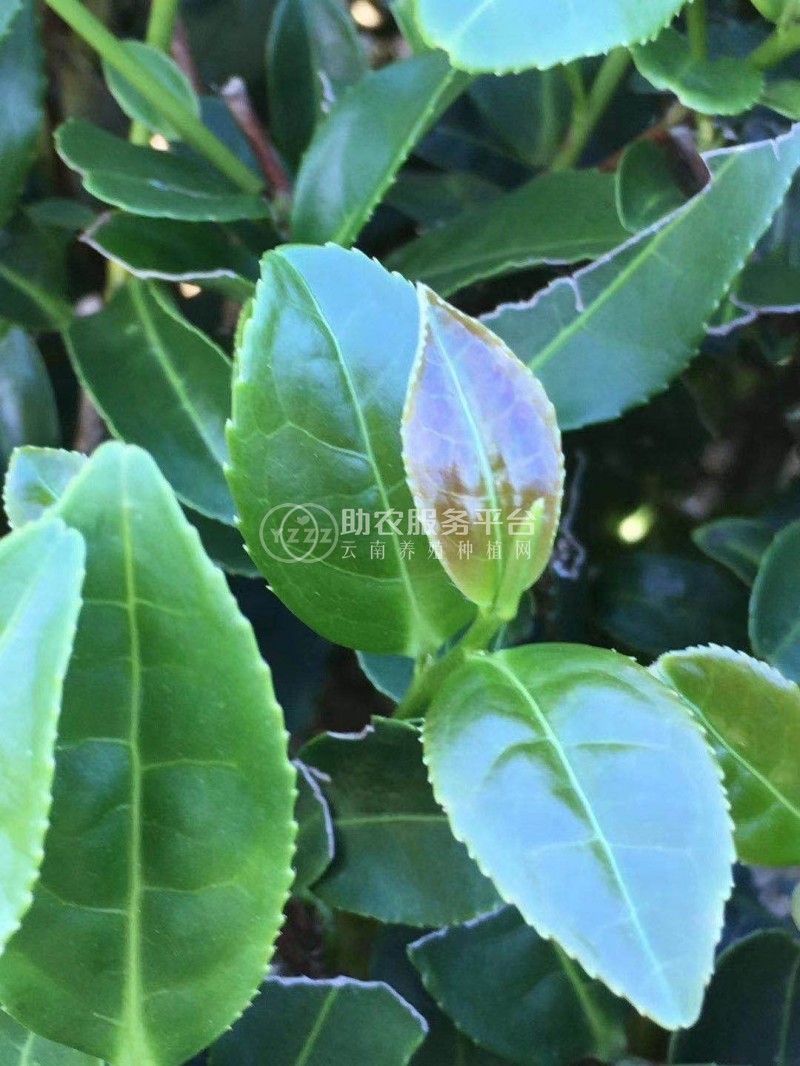 大理永平茶叶基地绿茶白茶图2