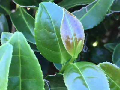 大理永平茶叶基地绿茶白茶图2