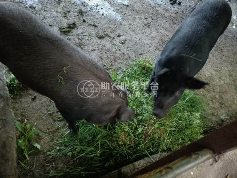 丽江黑猪养殖基地图1