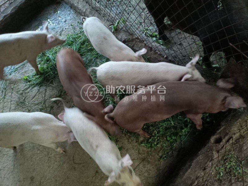丽江黑猪养殖基地图2