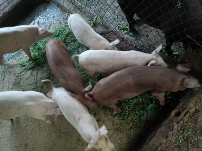 丽江黑猪养殖基地图2