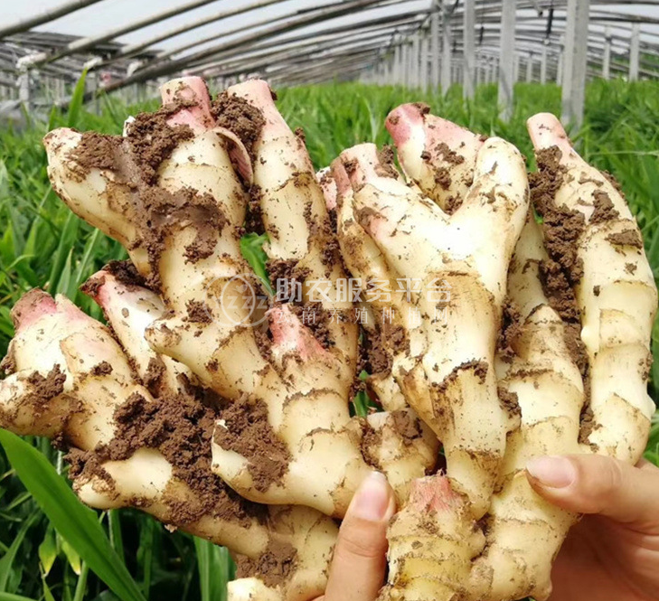 玉溪生姜种植专业合作社供应量1000顿图1