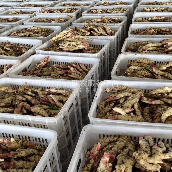 玉溪生姜种植专业合作社供应量1000顿图3