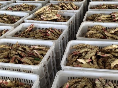 玉溪生姜种植专业合作社供应量1000顿图3