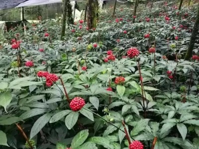 康美药业（文山）药材种植管理有限公司图2