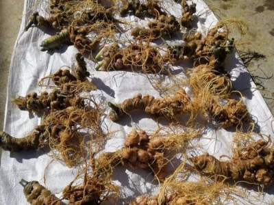 康美药业（文山）药材种植管理有限公司图4