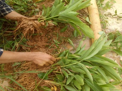 大理砂仁种植砂仁苗图2