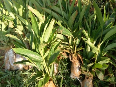 大理砂仁种植砂仁苗图3