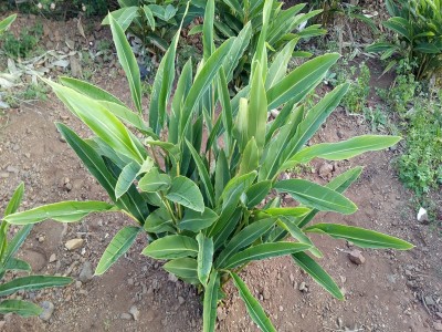 大理砂仁种植砂仁苗图4