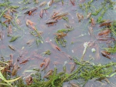 昆明淡水鱼养殖基地供应量10万条图2