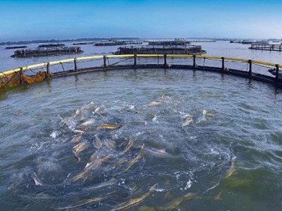 昆明淡水鱼养殖基地供应量10万条图4