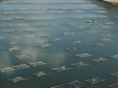 昆明淡水鱼养殖基地供应量10万条图3