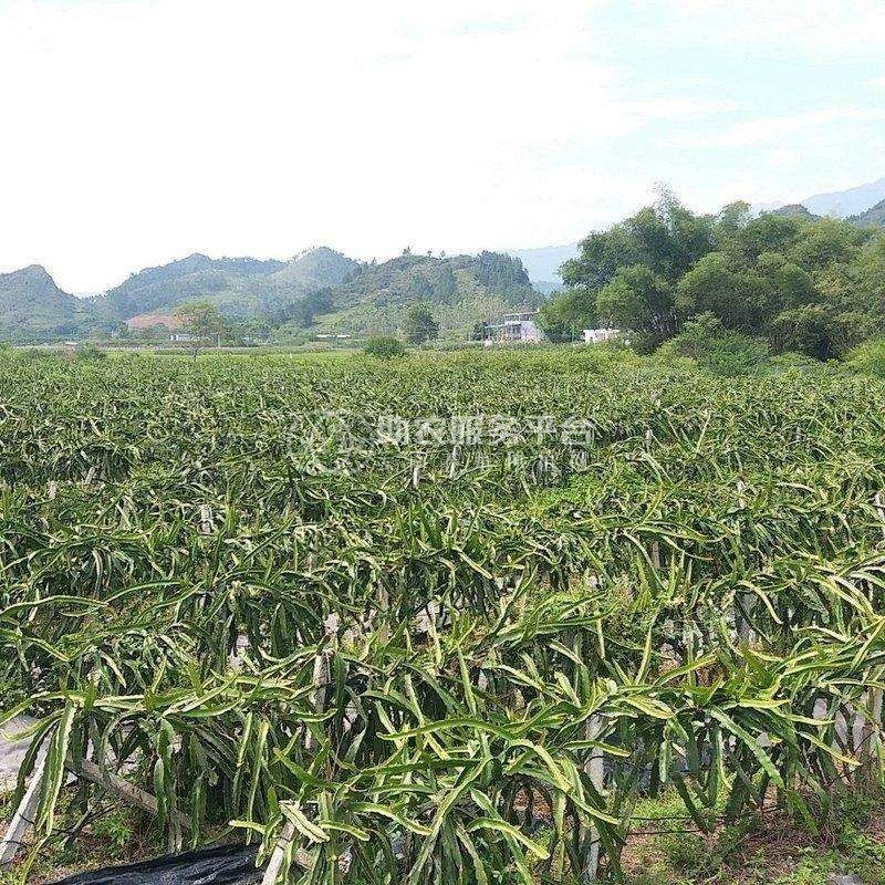 保山高黎贡山火龙果种植基地 供应量  5吨图1