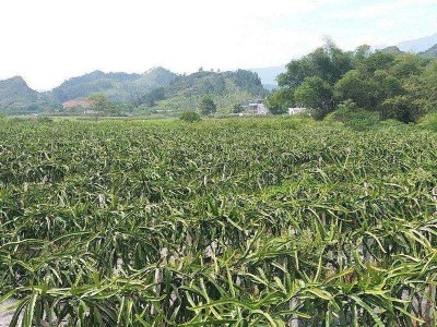 保山高黎贡山火龙果种植基地 供应量  5吨