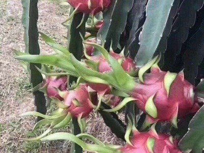 曲靖宣威市汭厚火龙果种植中心 供应量8吨图3