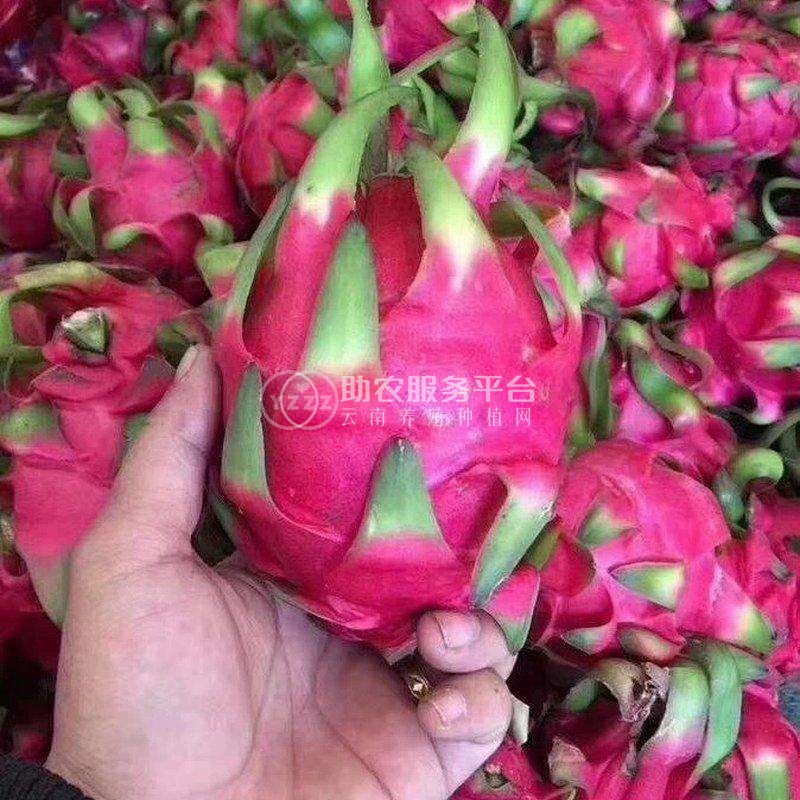保山高黎贡山火龙果种植基地 供应量  5吨图4