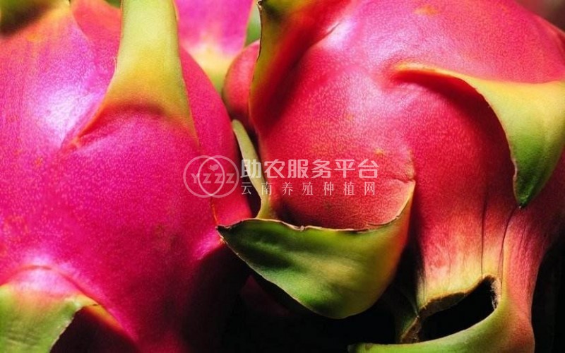 保山高黎贡山火龙果种植基地 供应量  5吨图5