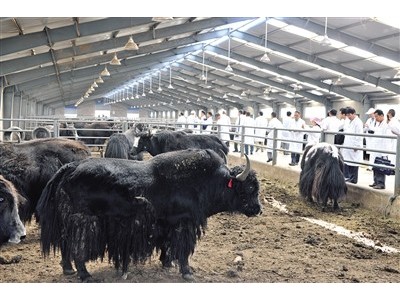 昆明家禽鸡鸭养殖基地供应量8万只图3