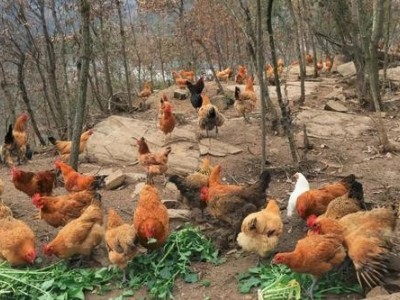 昆明家禽鸡鸭养殖基地供应量8万只图5