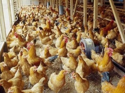昆明家禽鸡鸭养殖基地供应量8万只