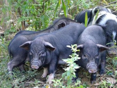 昆明家禽鸡鸭养殖基地供应量8万只图4