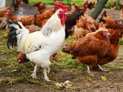 昆明家禽鸡鸭养殖基地供应量8万只图2