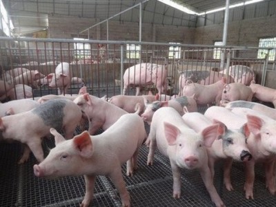 楚雄生猪养殖基地供应量8万只图2