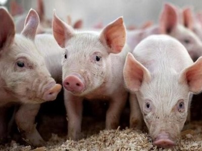 楚雄生猪养殖基地供应量8万只图5