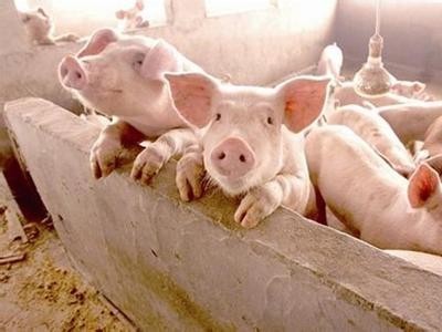 楚雄生猪养殖基地供应量8万只图4