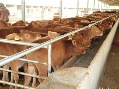 楚雄黄牛养殖基地供应量8万头图4