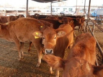 楚雄黄牛养殖基地供应量8万头图3
