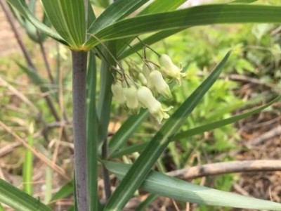 怒江黄精兰坪种植基地供应量10吨