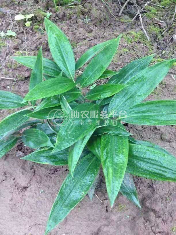 怒江黄精兰坪种植基地供应量10吨图2