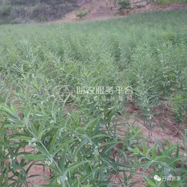 怒江黄精兰坪种植基地供应量10吨图5