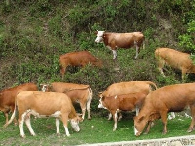 楚雄黄牛养殖基地供应量8万头图5