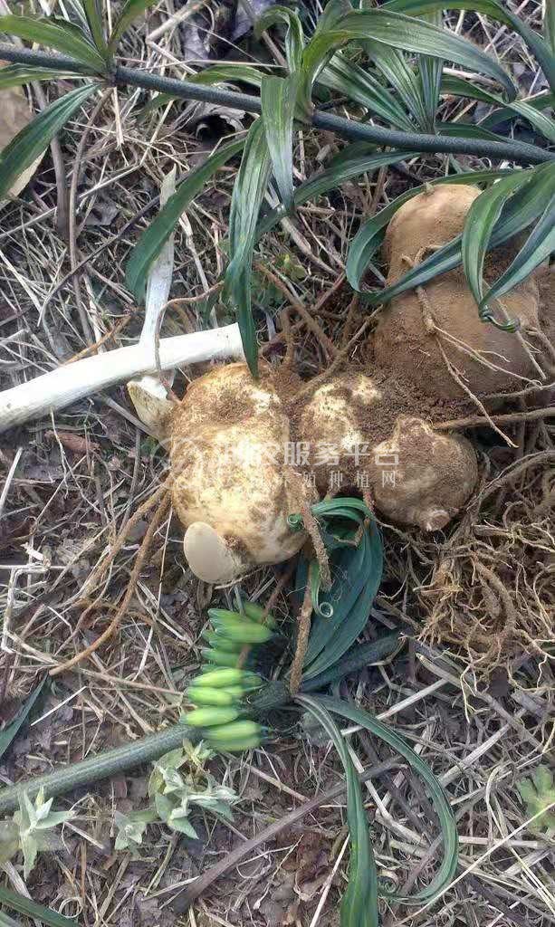 怒江黄精兰坪种植基地供应量10吨图6