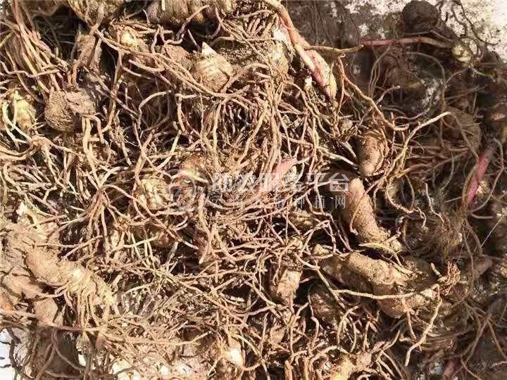 怒江黄精兰坪种植基地供应量10吨图7