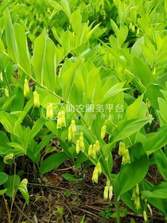 怒江黄精兰坪种植基地供应量10吨图8